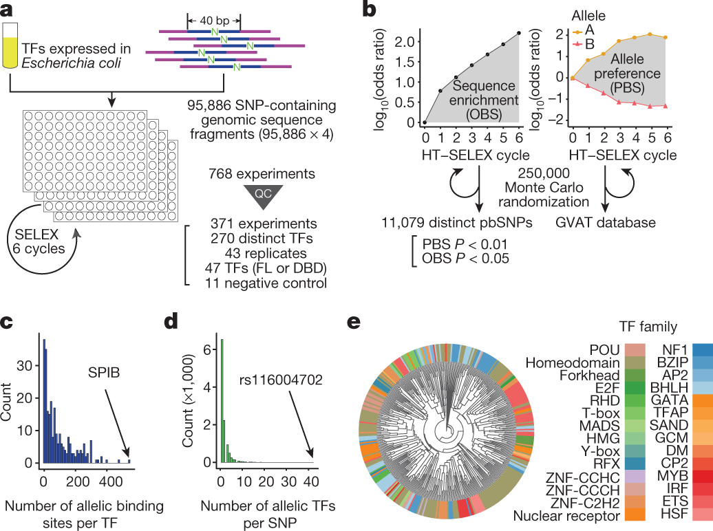 Systematic analysis of binding of transcription factors to noncoding  variants | Nature