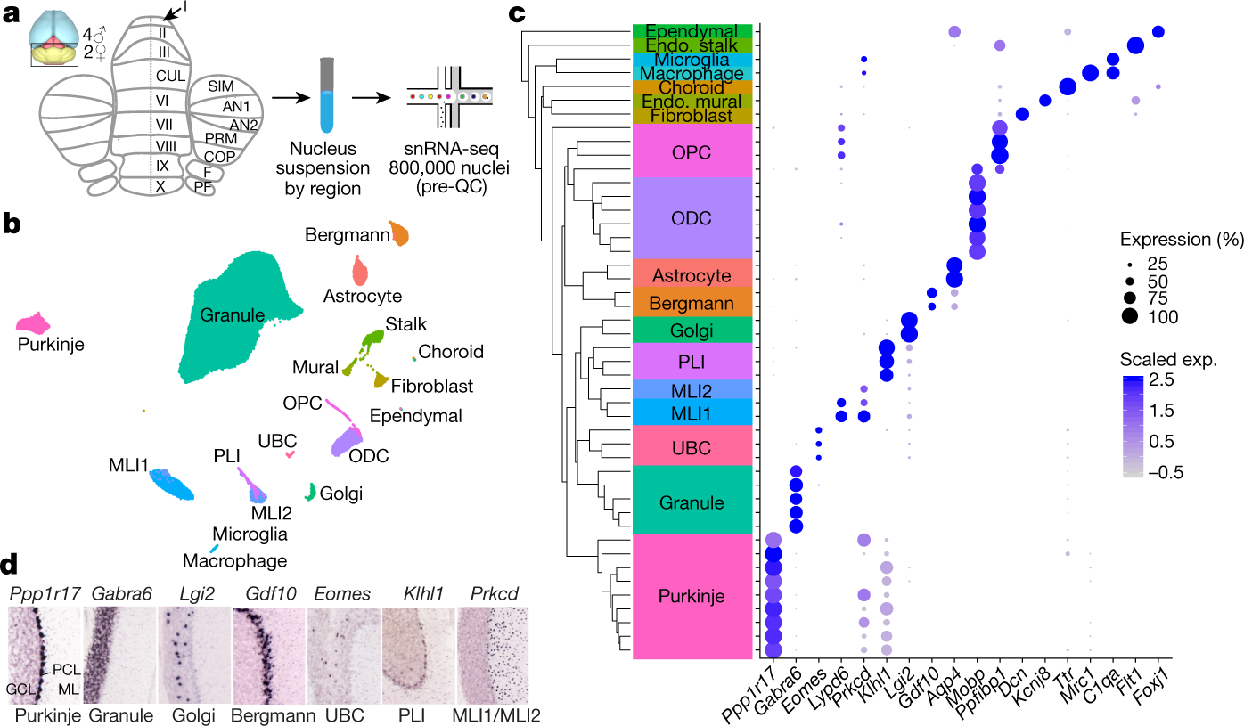 A Transcriptomic Atlas Of Mouse Cerebellar Cortex Comprehensively Defines Cell Types Nature