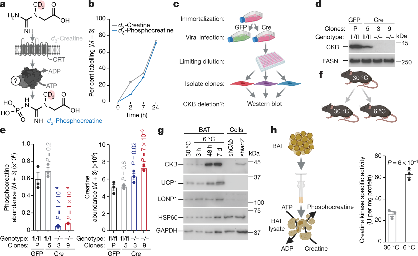 Creatine Kinase B Controls Futile Creatine Cycling In Thermogenic Fat Nature