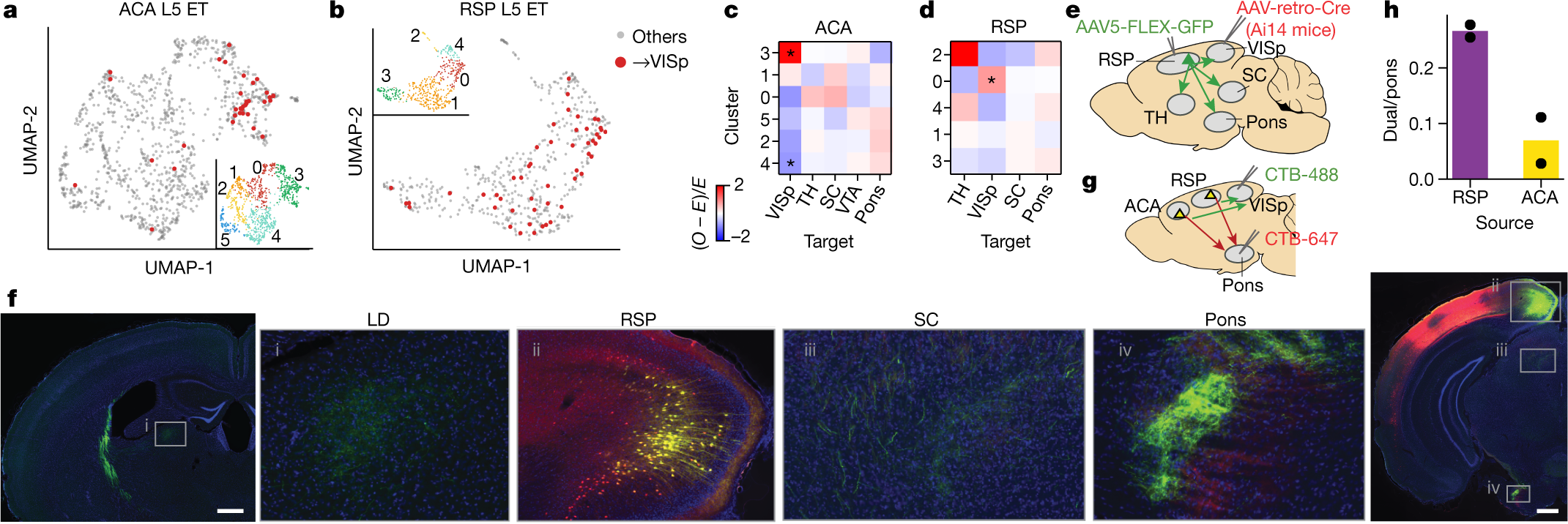 Fig. 5: A L5 ET neuron type that projects to both ET and cortical targets.