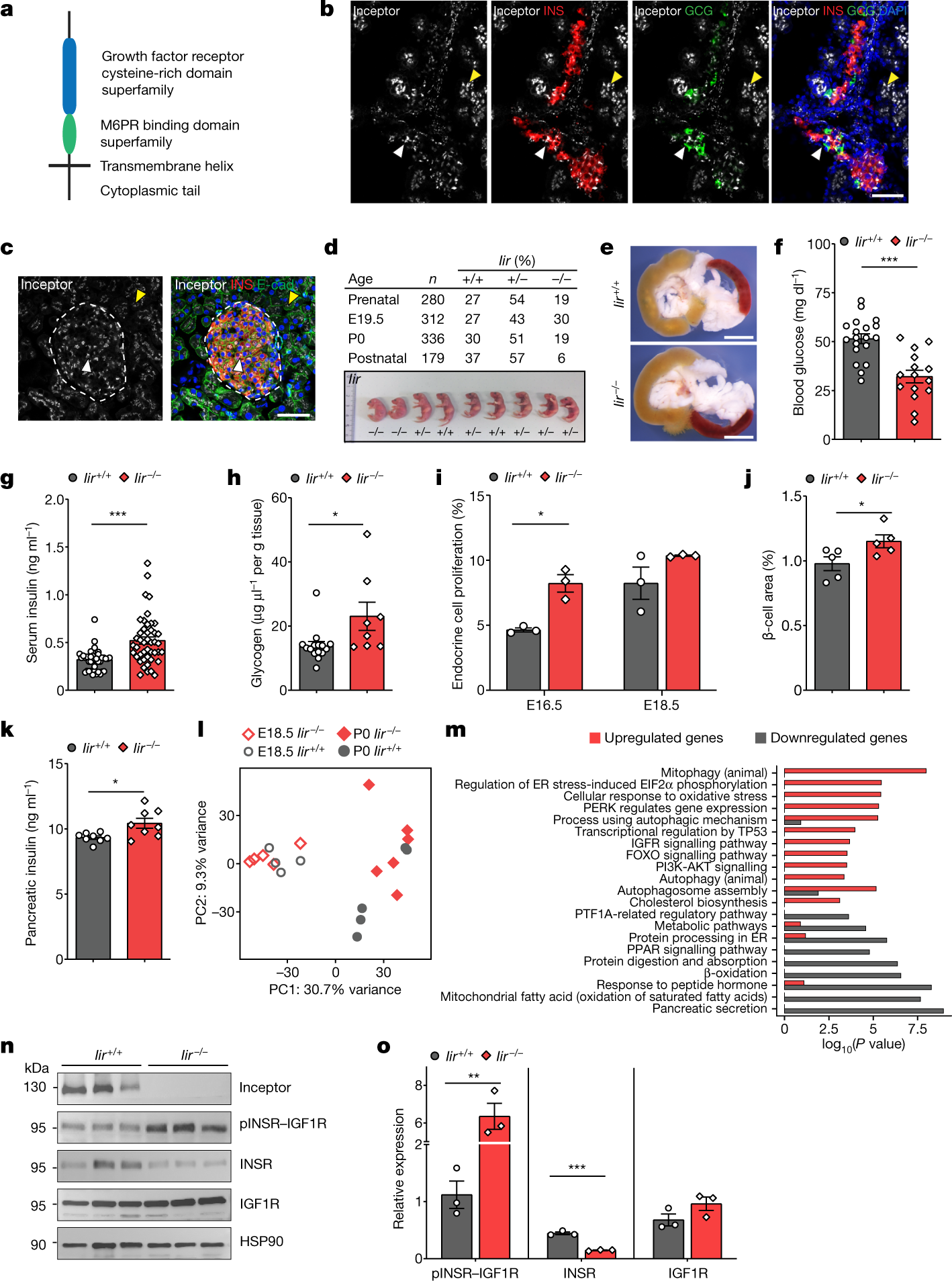 Inceptor counteracts insulin signalling in β-cells to control glycaemia |  Nature