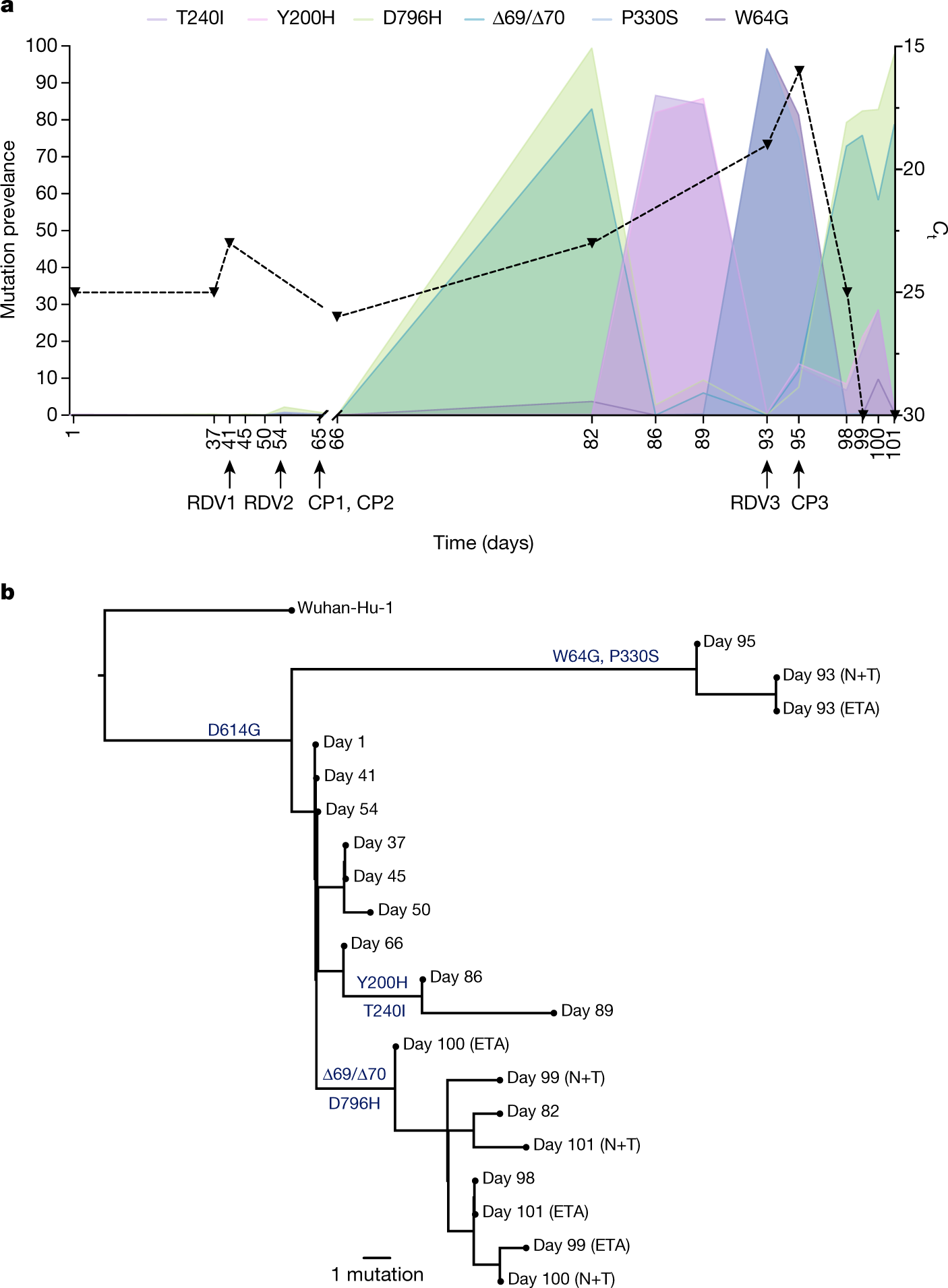 Fig. 3: Frequencies of longitudinal variants and phylogenetic relationships for virus populations bearing six mutations in the spike protein.