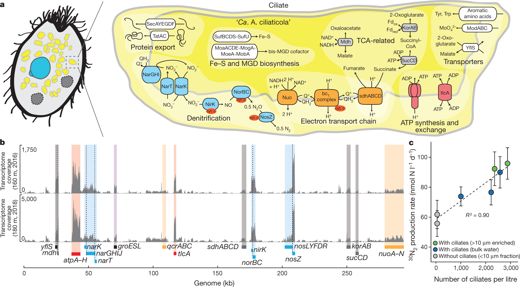 Fig. 3: Metabolic potential and activity of ‘Ca. A. ciliaticola’.
