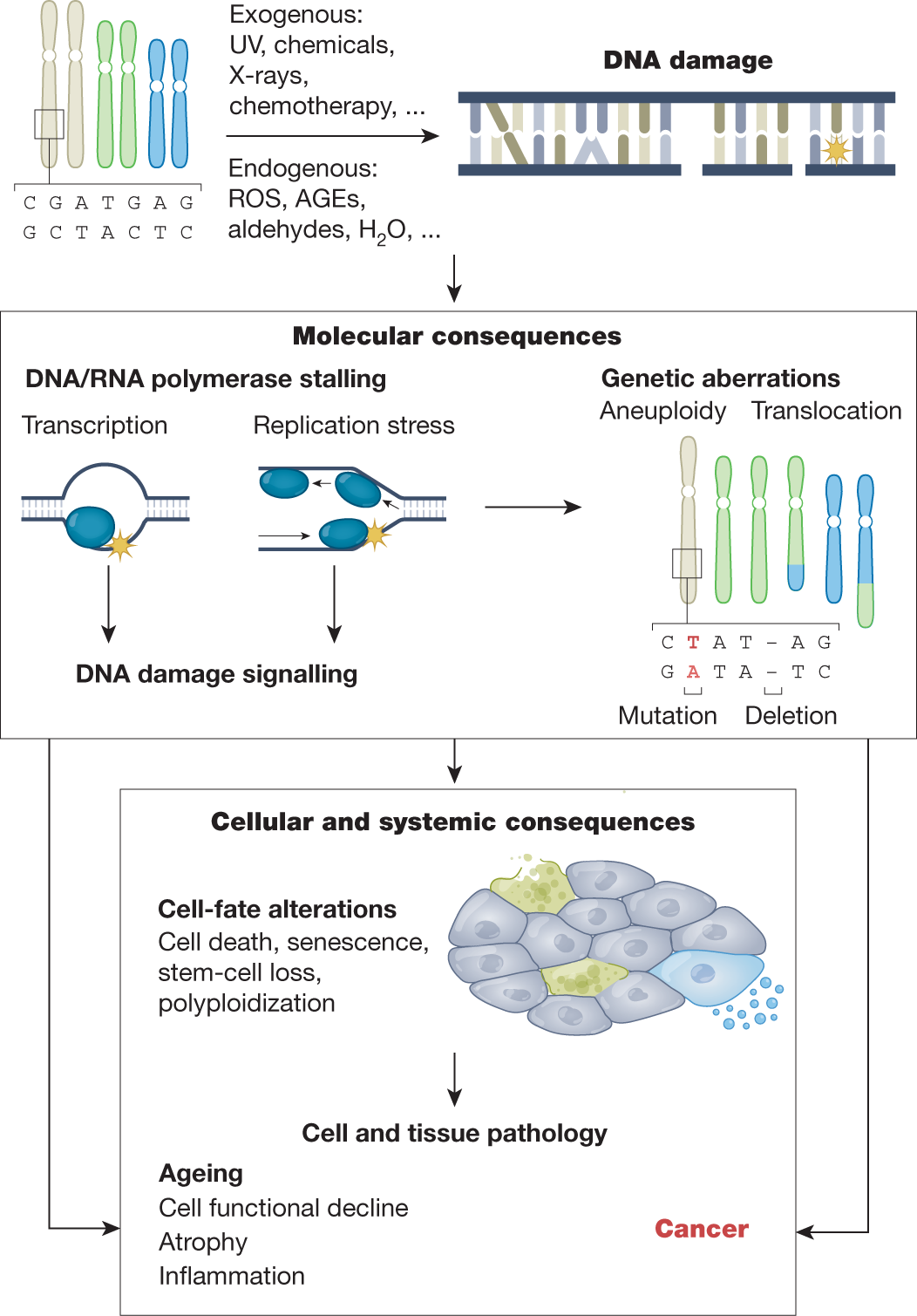 What is DNA? Understanding DNA's Role in Aging