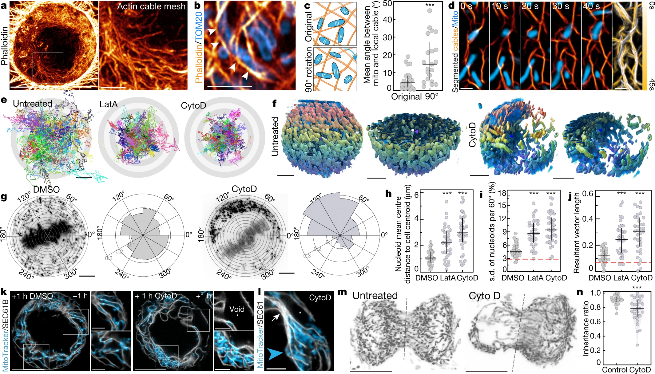 Actin cables and comet tails organize mitochondrial networks in mitosis