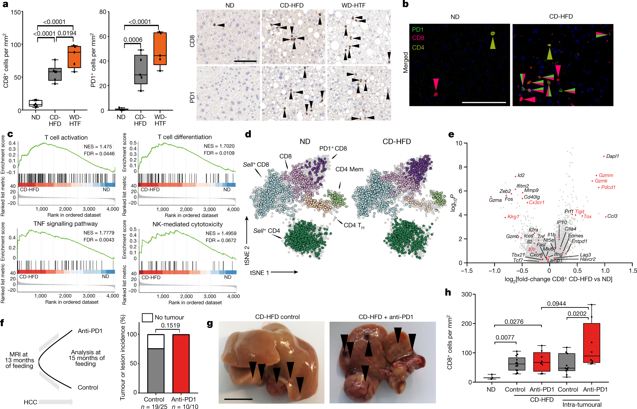 NASH limits anti-tumour surveillance in immunotherapy-treated HCC | Nature