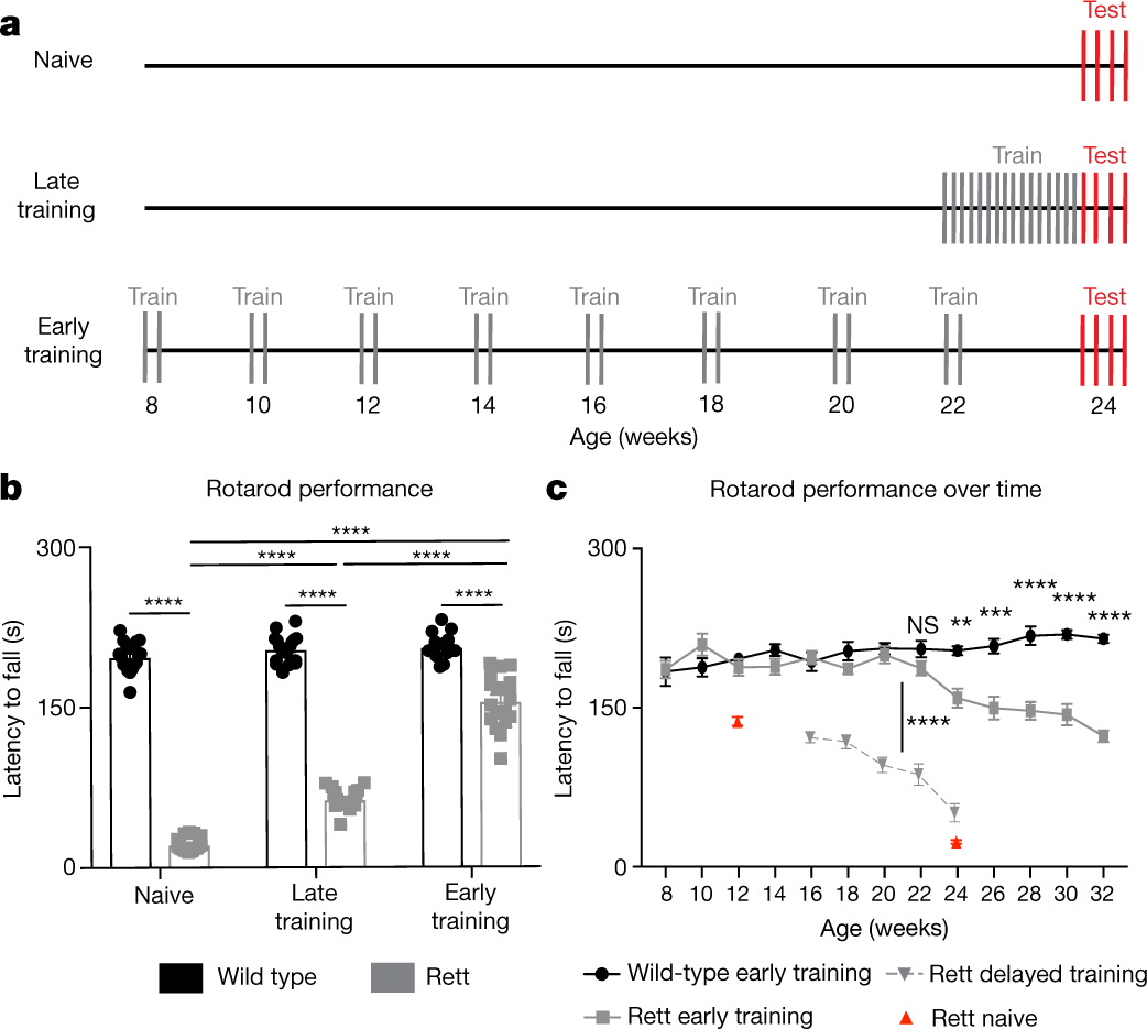 Presymptomatic training mitigates functional deficits in a mouse model of  Rett syndrome | Nature