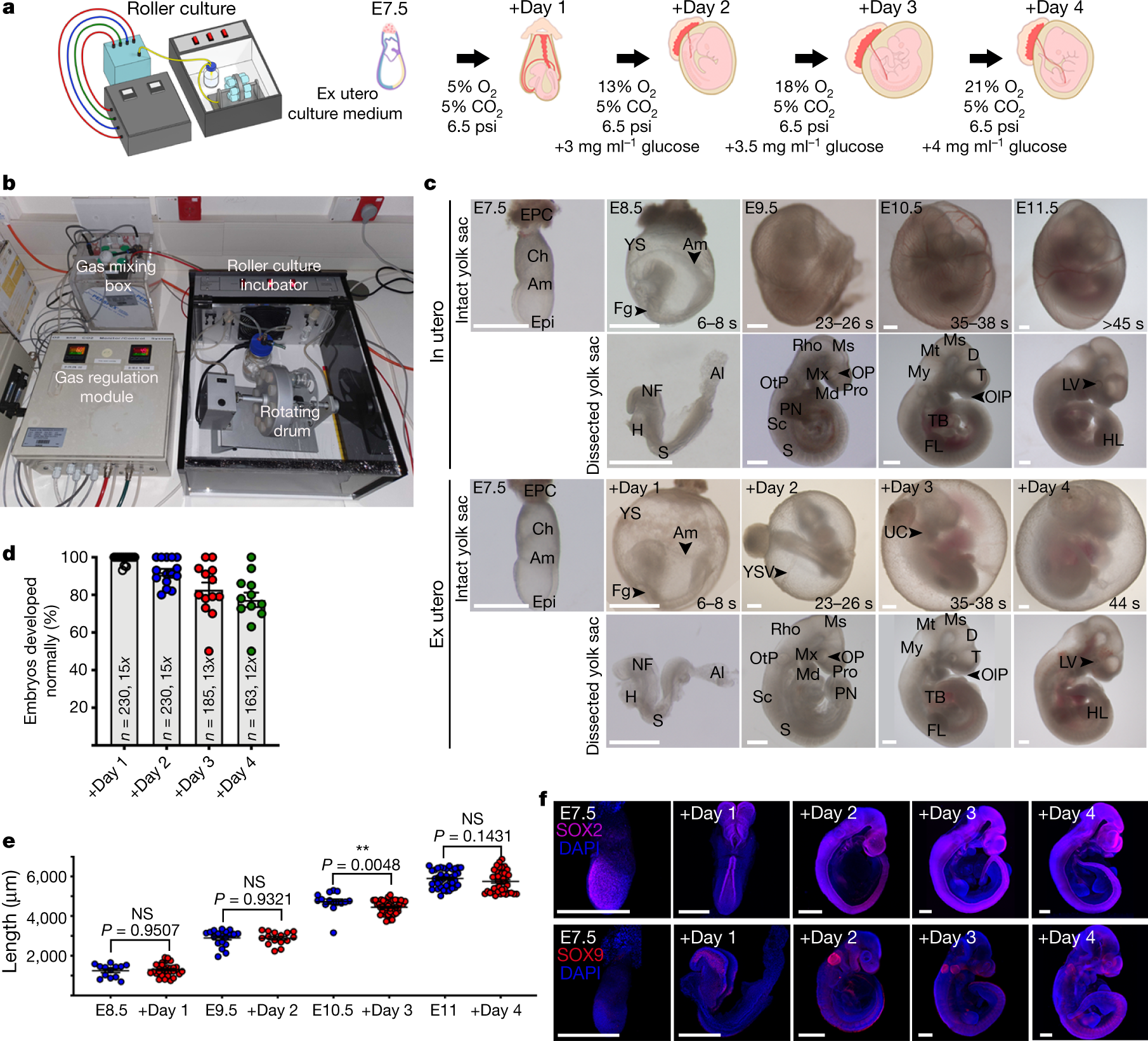 Ex utero mouse embryogenesis from pre-gastrulation to late organogenesis |  Nature