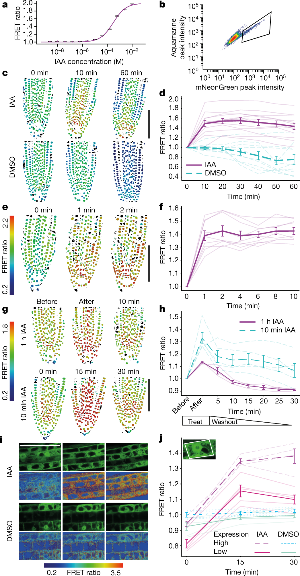 Fig. 3: FRET ratio of AuxSen in response to auxin treatment.