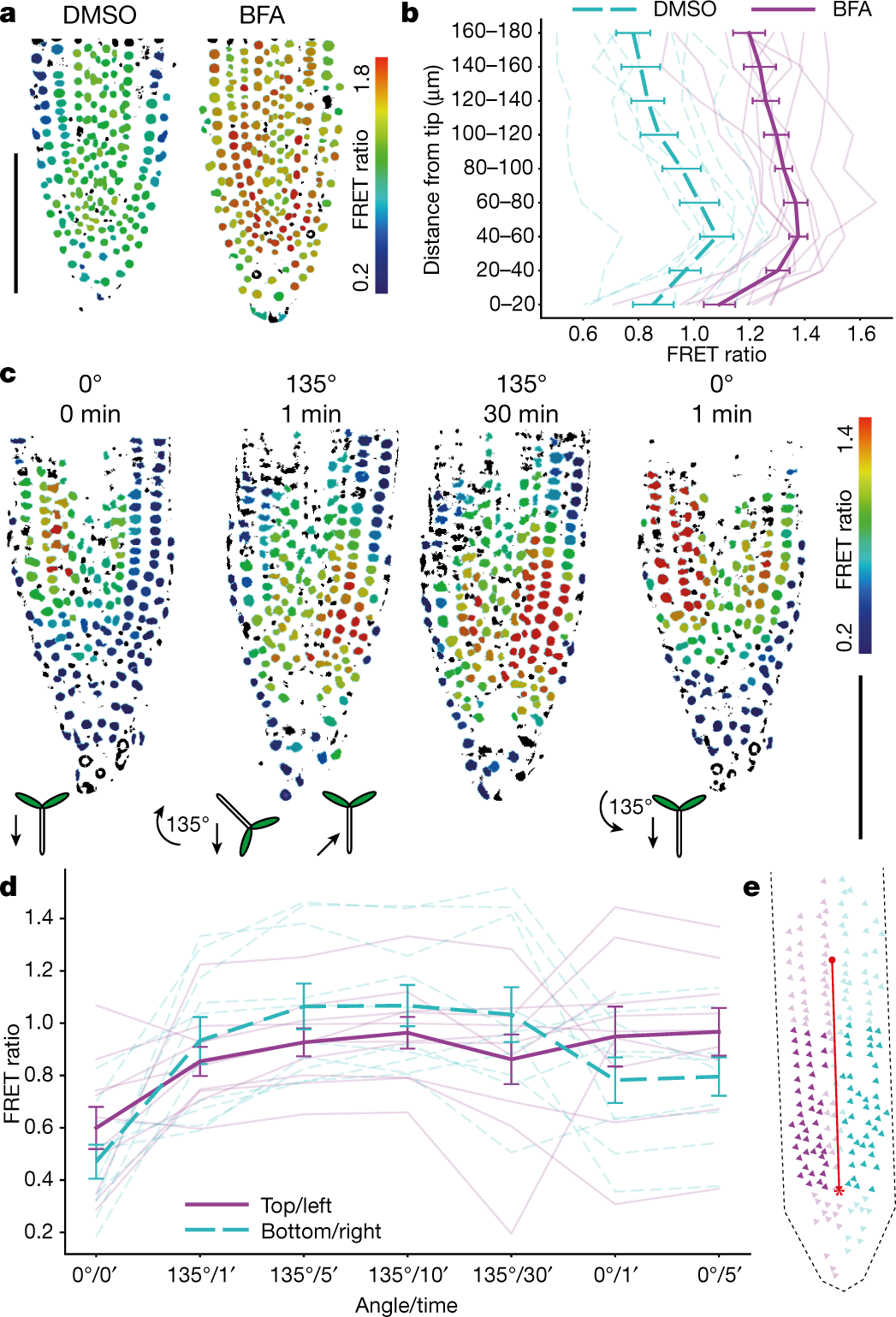 Fig. 4: FRET ratio of auxin sensor in response to redistribution of endogenous auxin.