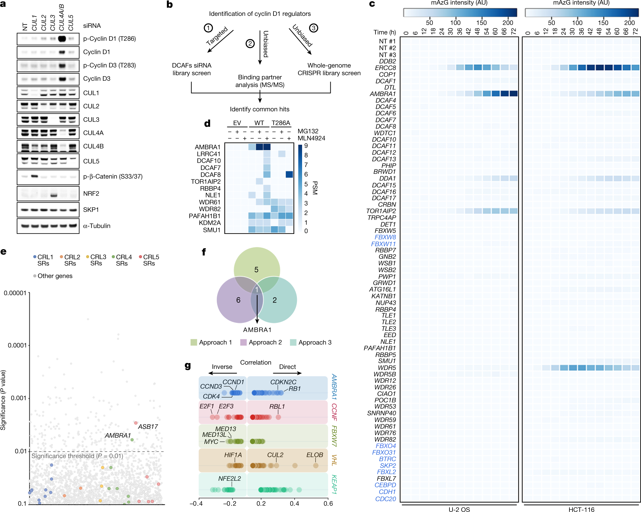 Crl4ambra1 Is A Master Regulator Of D Type Cyclins Nature