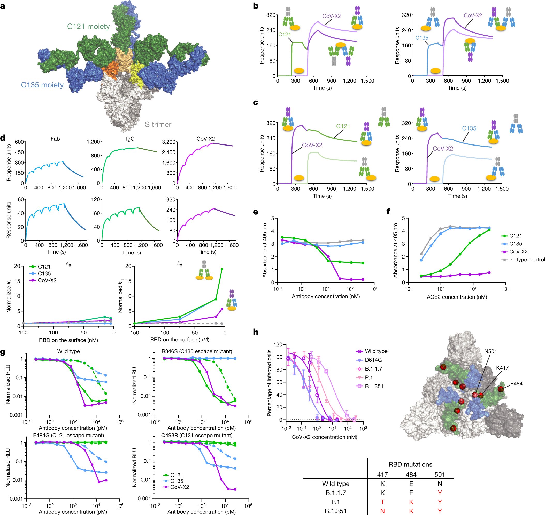 ELISA analysis of sera immunoglobulin (Ig)G dynamics. The data