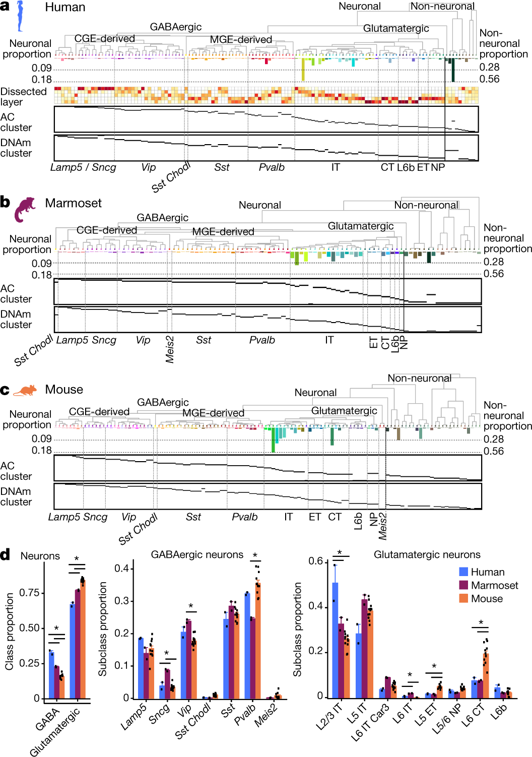 Comparative cellular analysis of motor cortex in human, marmoset and mouse  | Nature