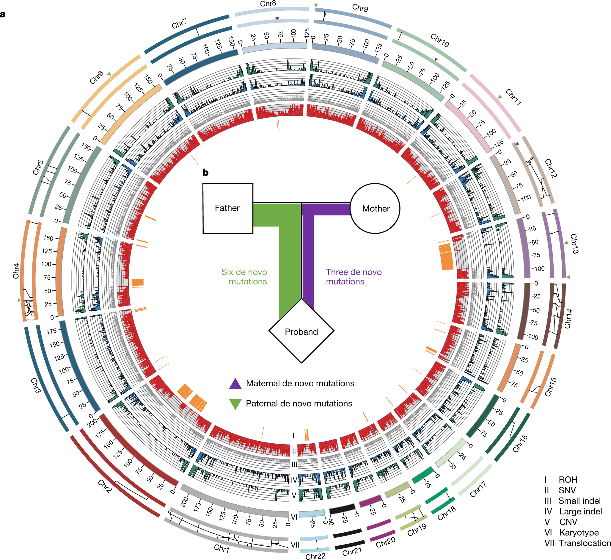 Evolutionary And Biomedical Insights From A Marmoset Diploid Genome Assembly Nature Evolutionary And Biomedical Insights From A Marmoset Diploid Genome Assembly Nature