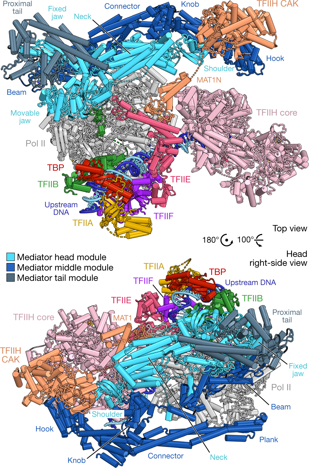 Structure of the human Mediator–RNA polymerase II pre-initiation complex