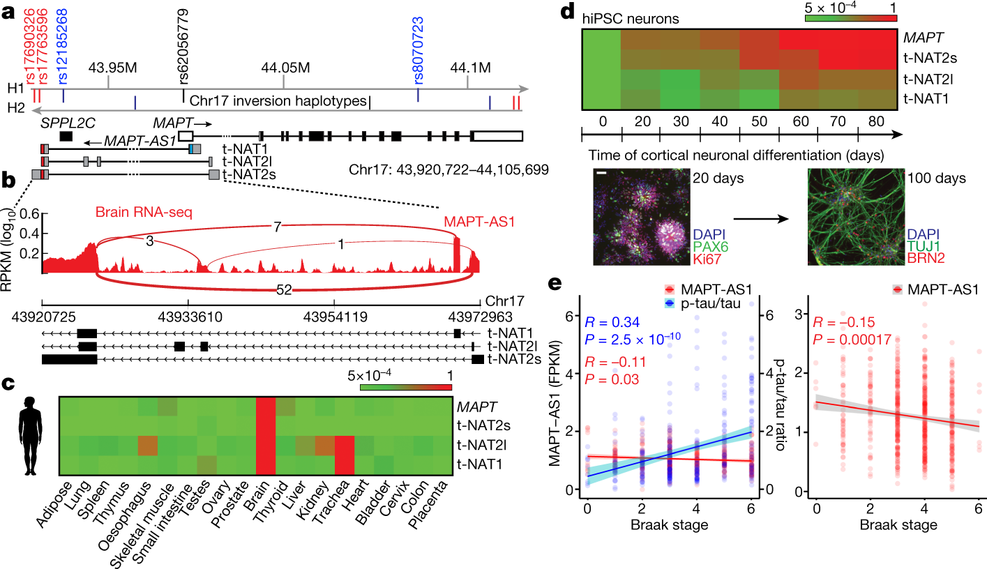 MIR-NATs repress MAPT translation and aid proteostasis in