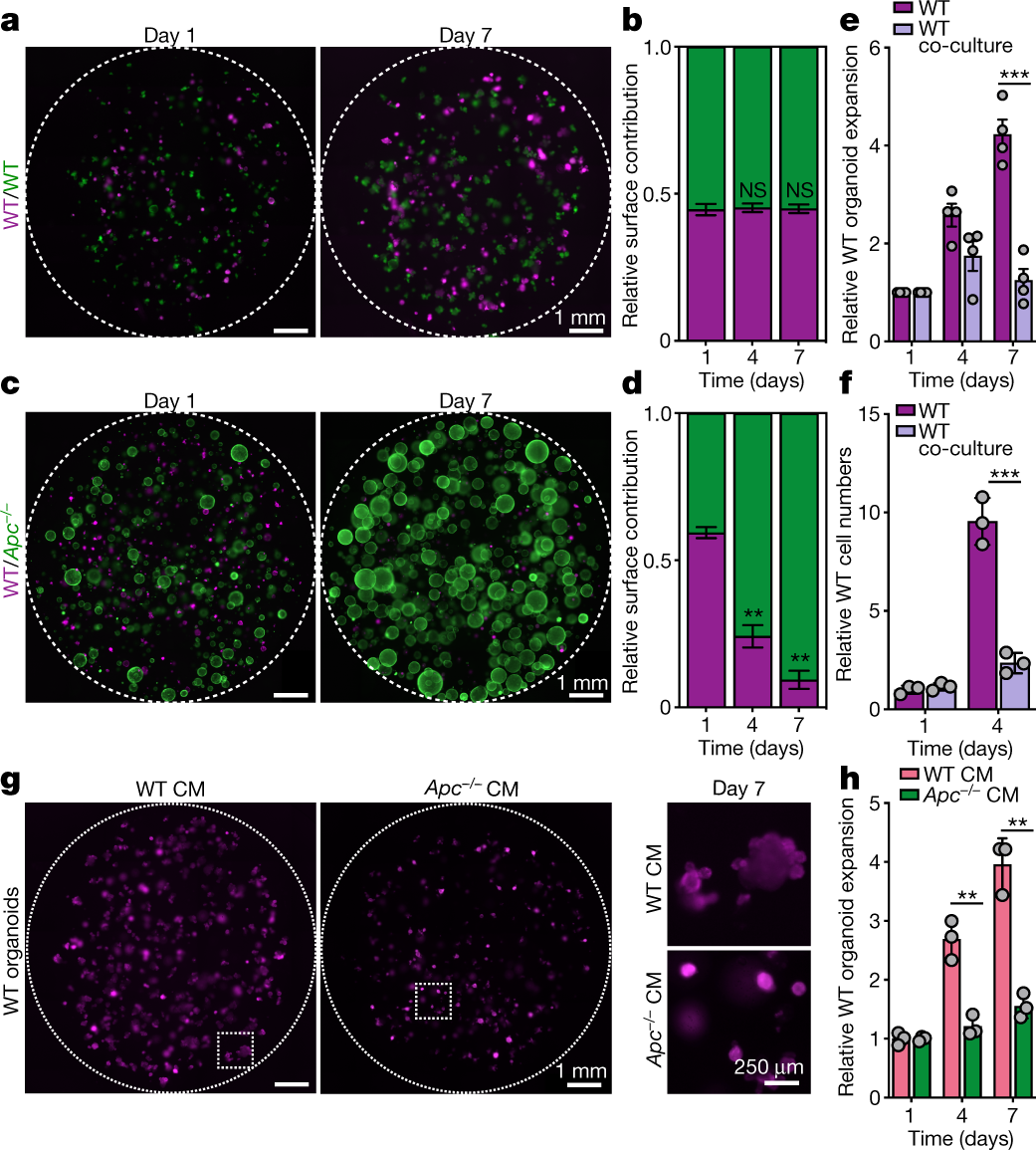 Apc Mutant Cells Act As Supercompetitors In Intestinal Tumour Initiation Nature Apc Mutant Cells Act As Supercompetitors In Intestinal Tumour Initiation Nature