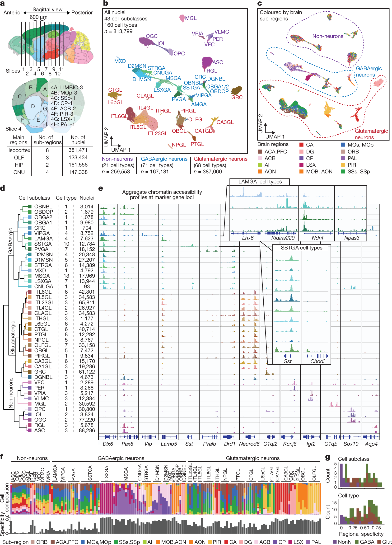 An atlas of gene regulatory elements in adult mouse cerebrum | Nature