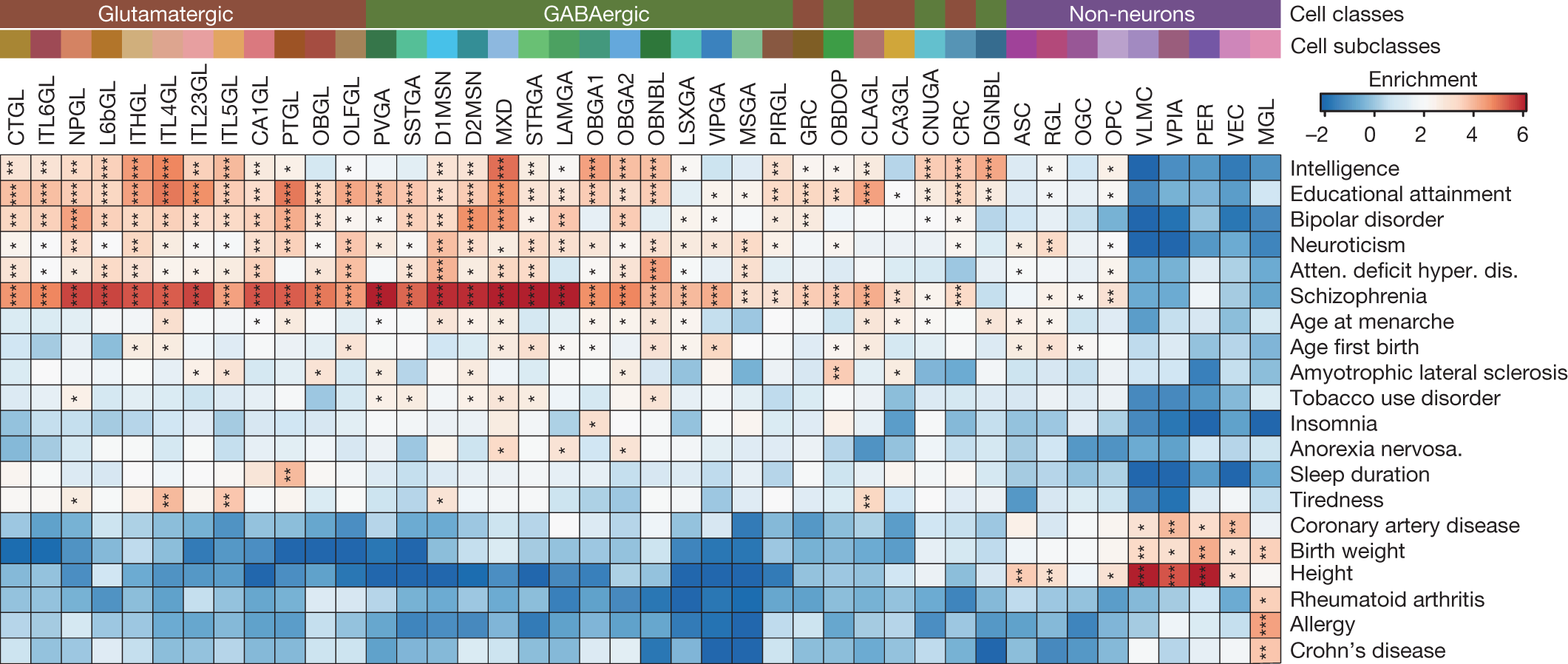 Fig. 5: Human orthologues of cerebral cCREs are enriched for noncoding risk variants for neurological diseases and traits in a cell-type-restricted manner.