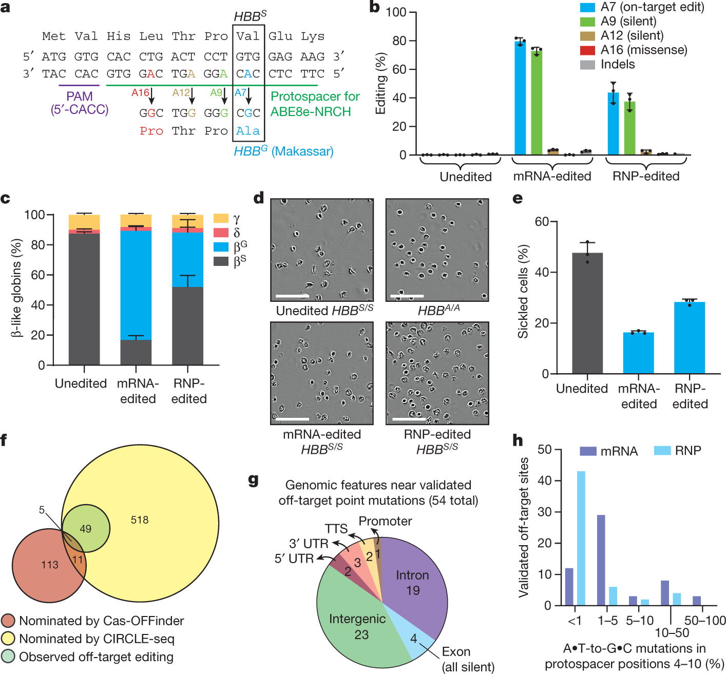 Base Editing Of Haematopoietic Stem Cells Rescues Sickle Cell Disease In Mice Nature Base Editing Of Haematopoietic Stem Cells Rescues Sickle Cell Disease In Mice Nature