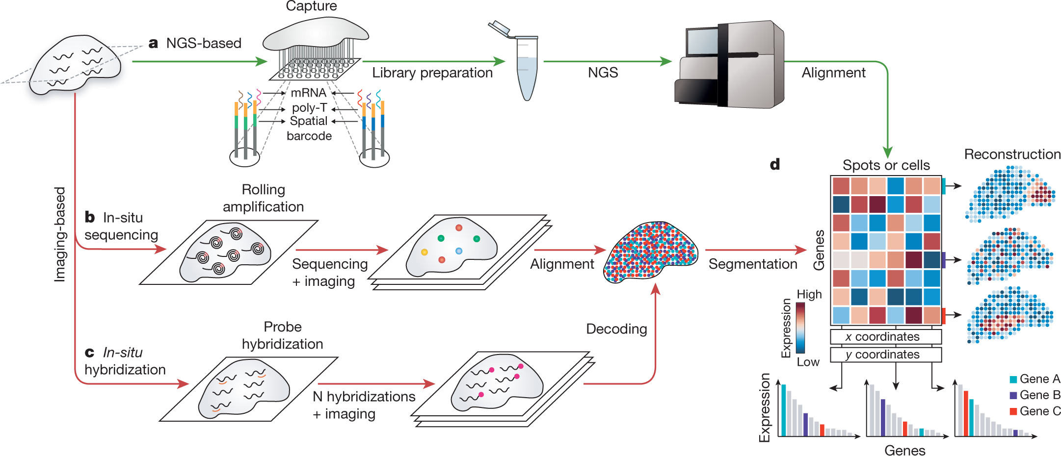 In Vivo vs. In Situ Experiments, Definition & Examples - Video & Lesson  Transcript