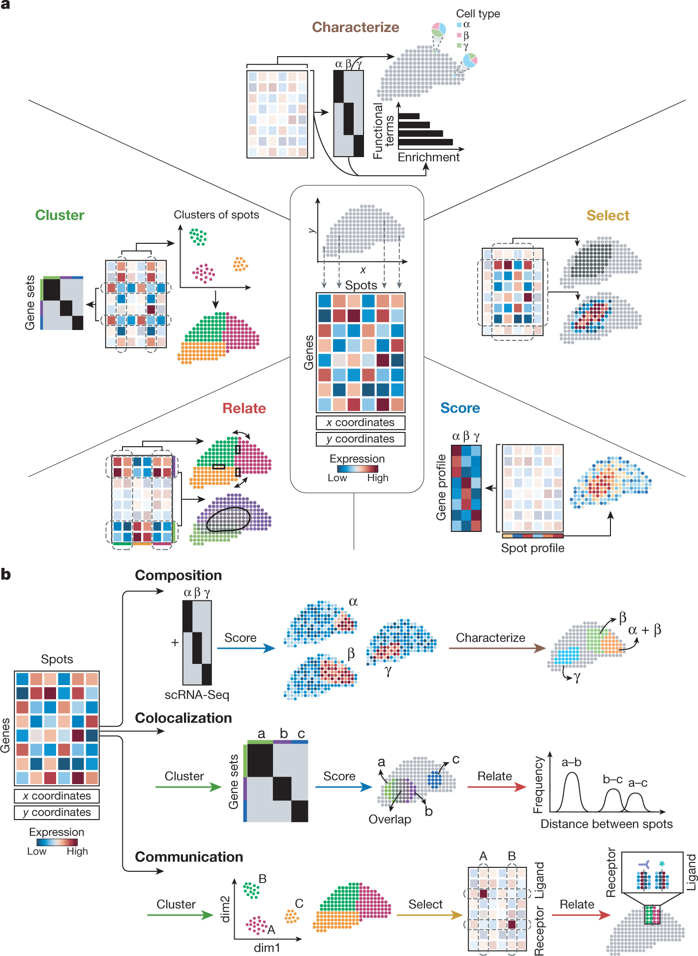 Peer-reviewed scientific diagram showing exploratory analysis of spatial transcriptomics data, anatomical regions, cell types and spatial expression patterns.