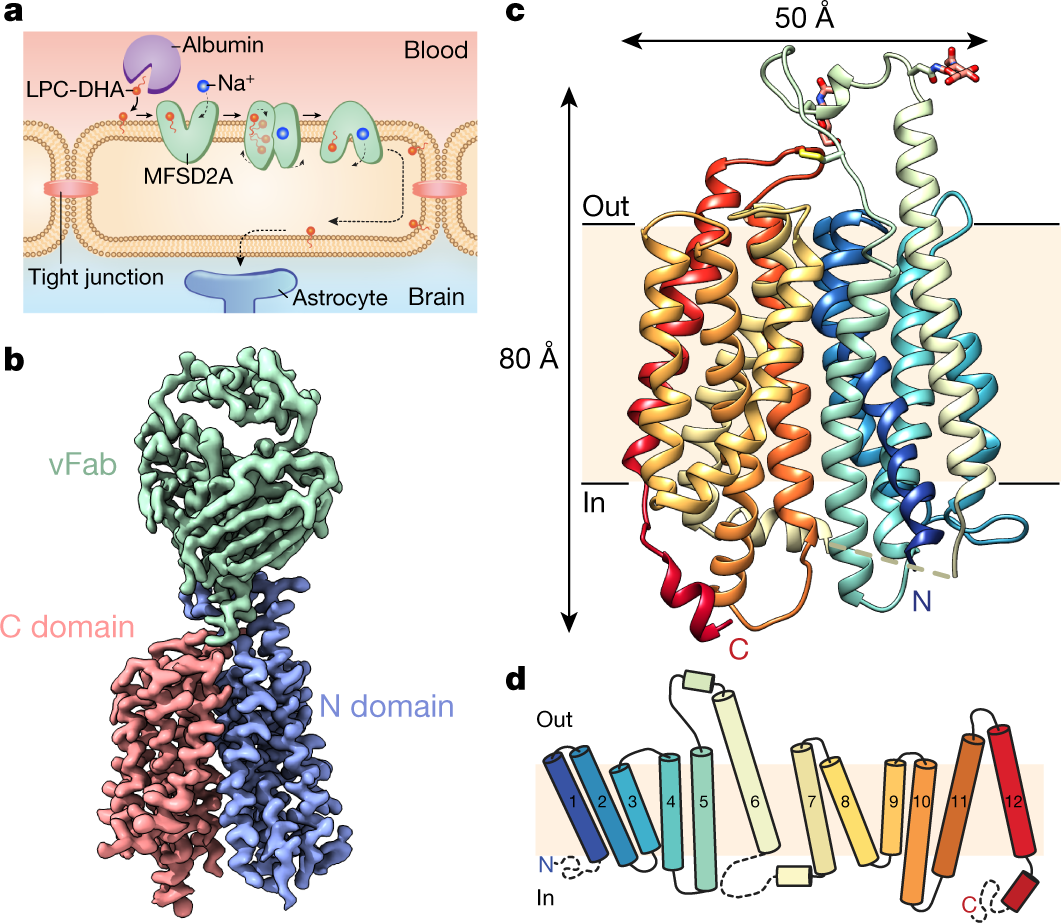 Structural basis of omega-3 fatty acid transport across the blood–brain  barrier | Nature