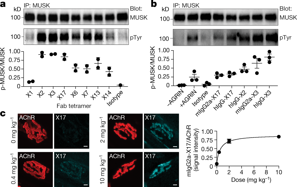 Fig. 3: Antibodies against MUSK Fz domain stimulate MUSK phosphorylation in cultured myotubes and bind MUSK in vivo.
