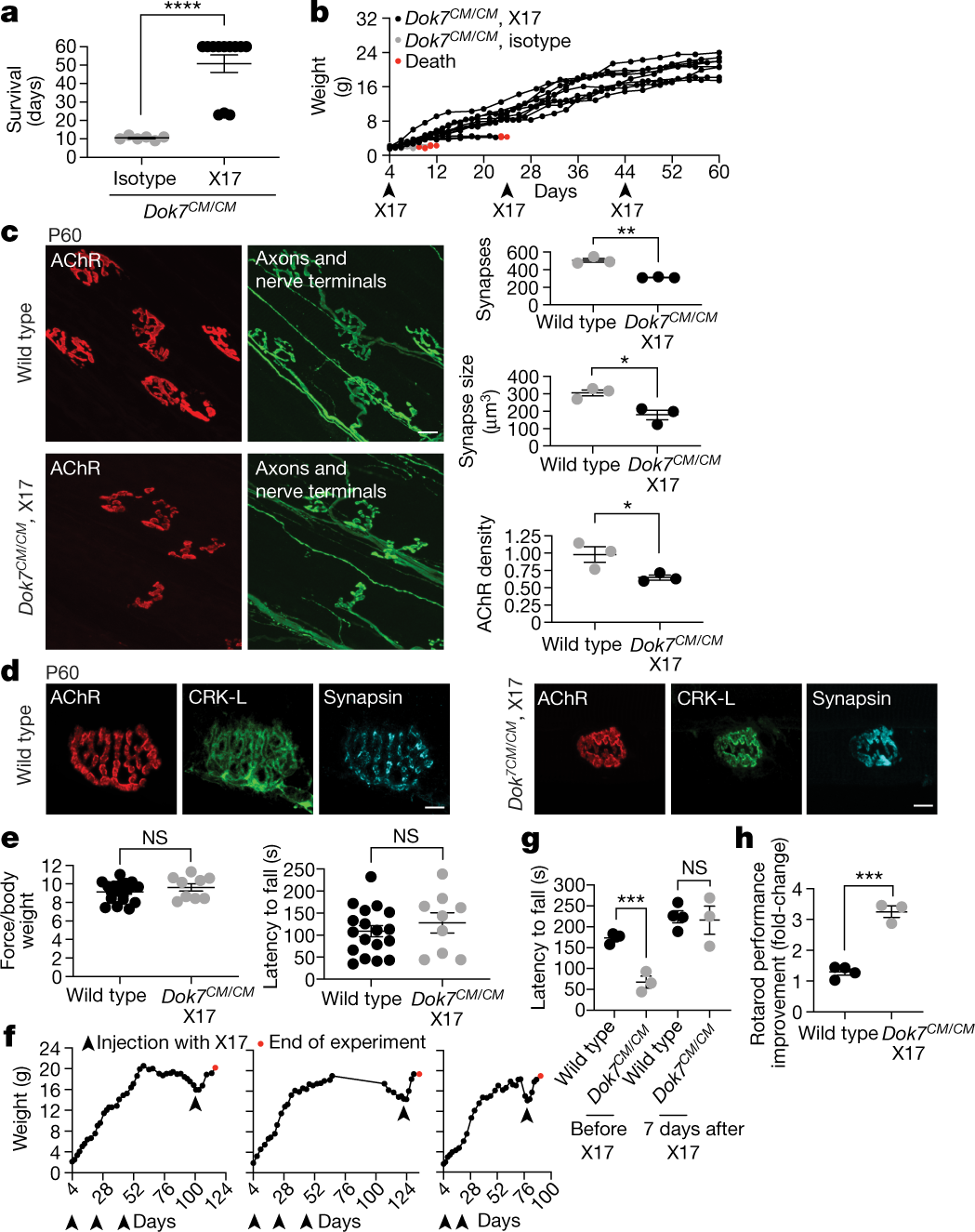 Fig. 4: An agonist antibody against MUSK restores synapse development and rescues lethality in young Dok7CM mice and reverses disease relapse in adult Dok7CM mice.