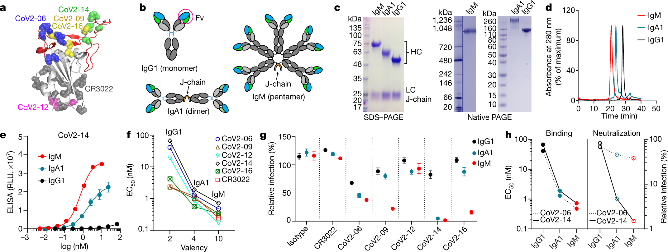 Nasal delivery of an IgM offers broad protection from SARS-CoV-2 variants |  Nature
