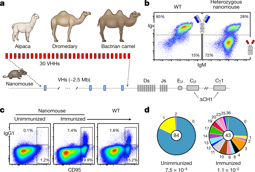 Nanobodies from camelid mice and llamas neutralize SARS-CoV-2 variants |  Nature