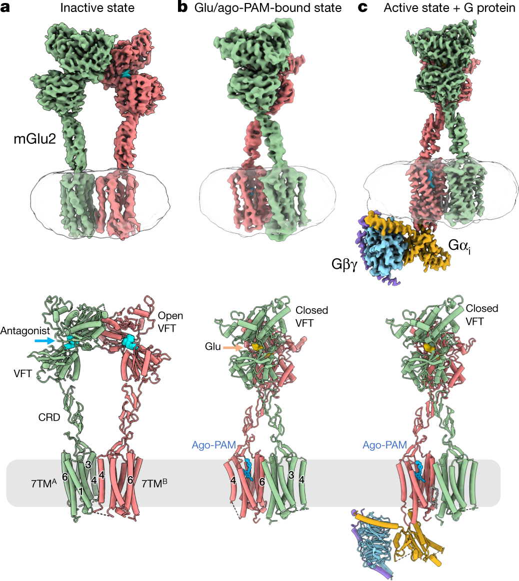 G Protein Activation By A Metabotropic Glutamate Receptor Nature