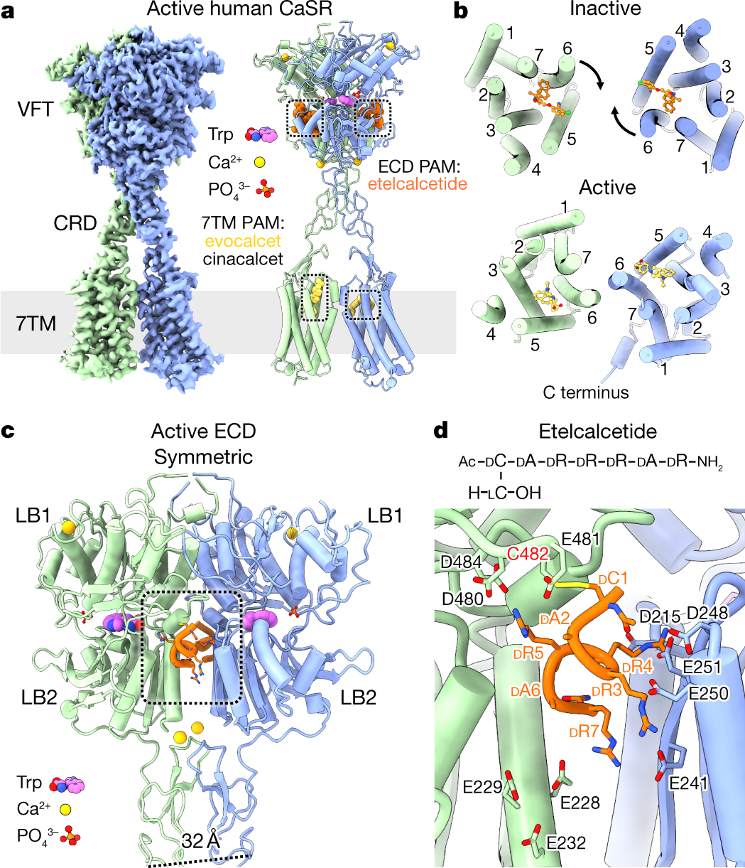 Asymmetric Activation Of The Calcium Sensing Receptor Homodimer Nature