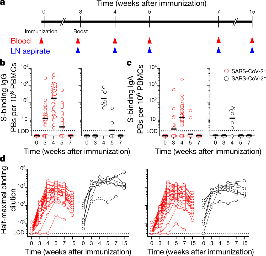 Delayed booster dosing improves human antigen-specific Ig and B