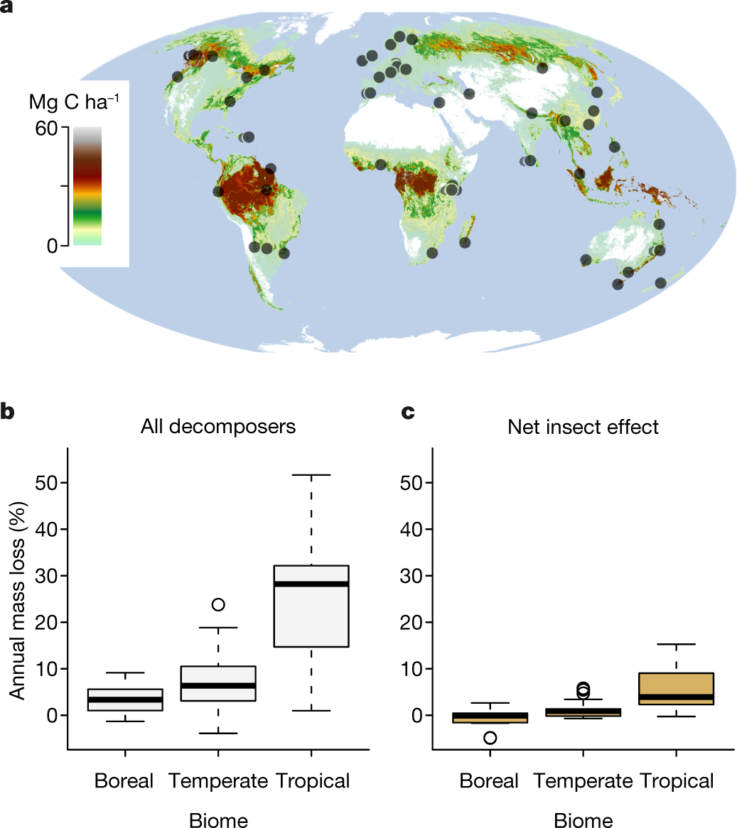The Contribution Of Insects To Global Forest Deadwood Decomposition Nature