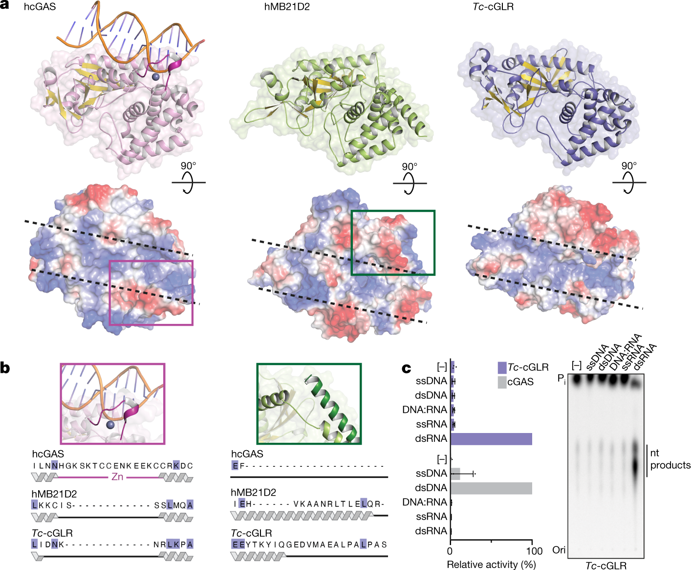 cGAS-like receptors RNA control 3′2′-cGAMP signalling in Drosophila | Nature
