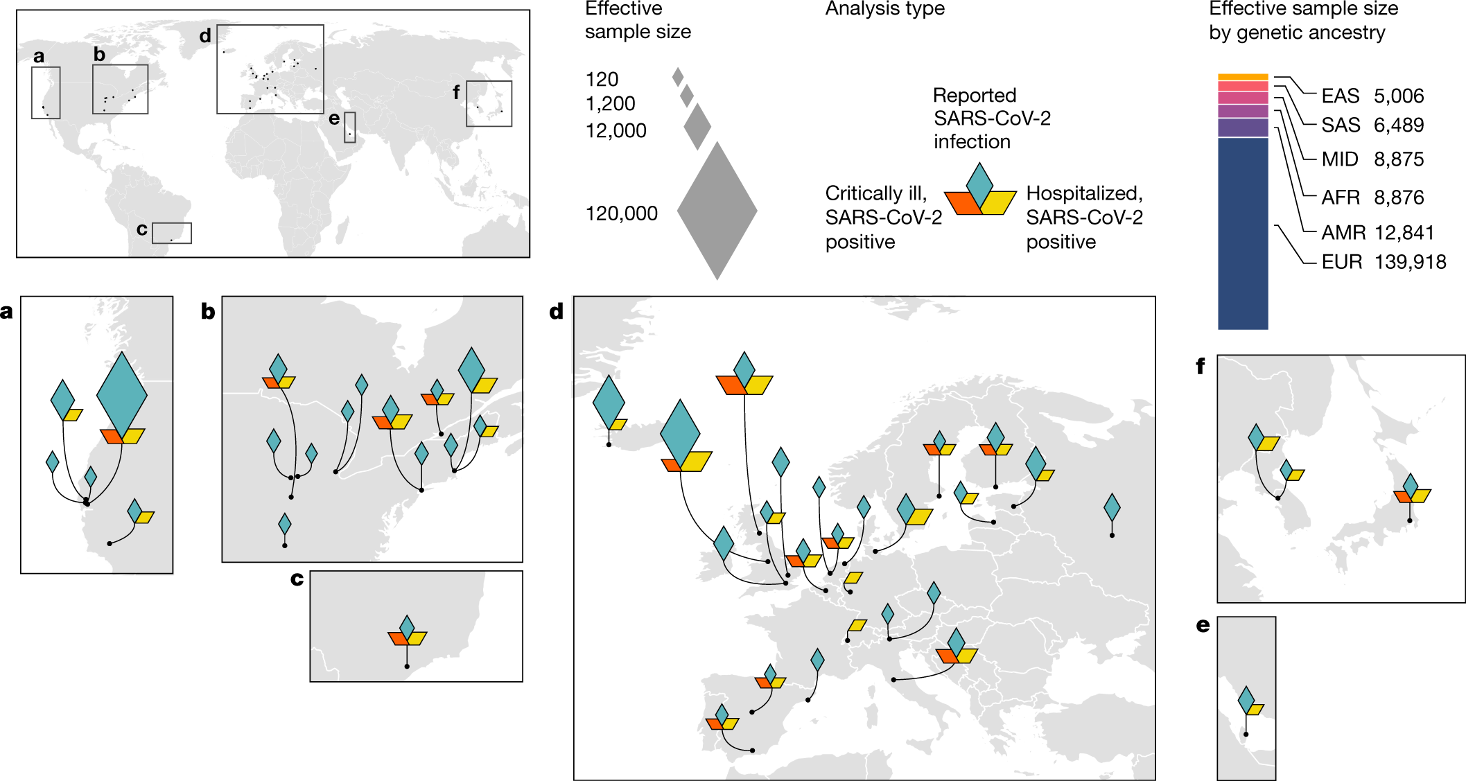 Mapping the human genetic architecture of COVID-19 Nature image