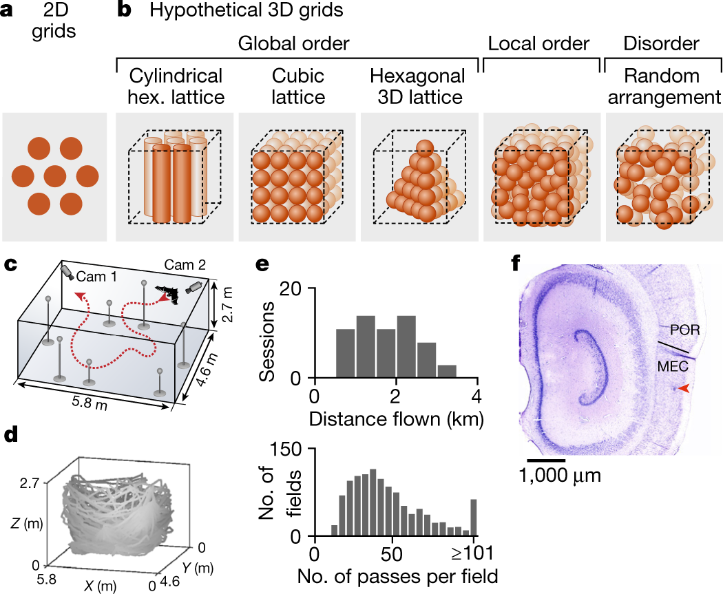 Locally ordered representation of 3D space in the entorhinal cortex | Nature