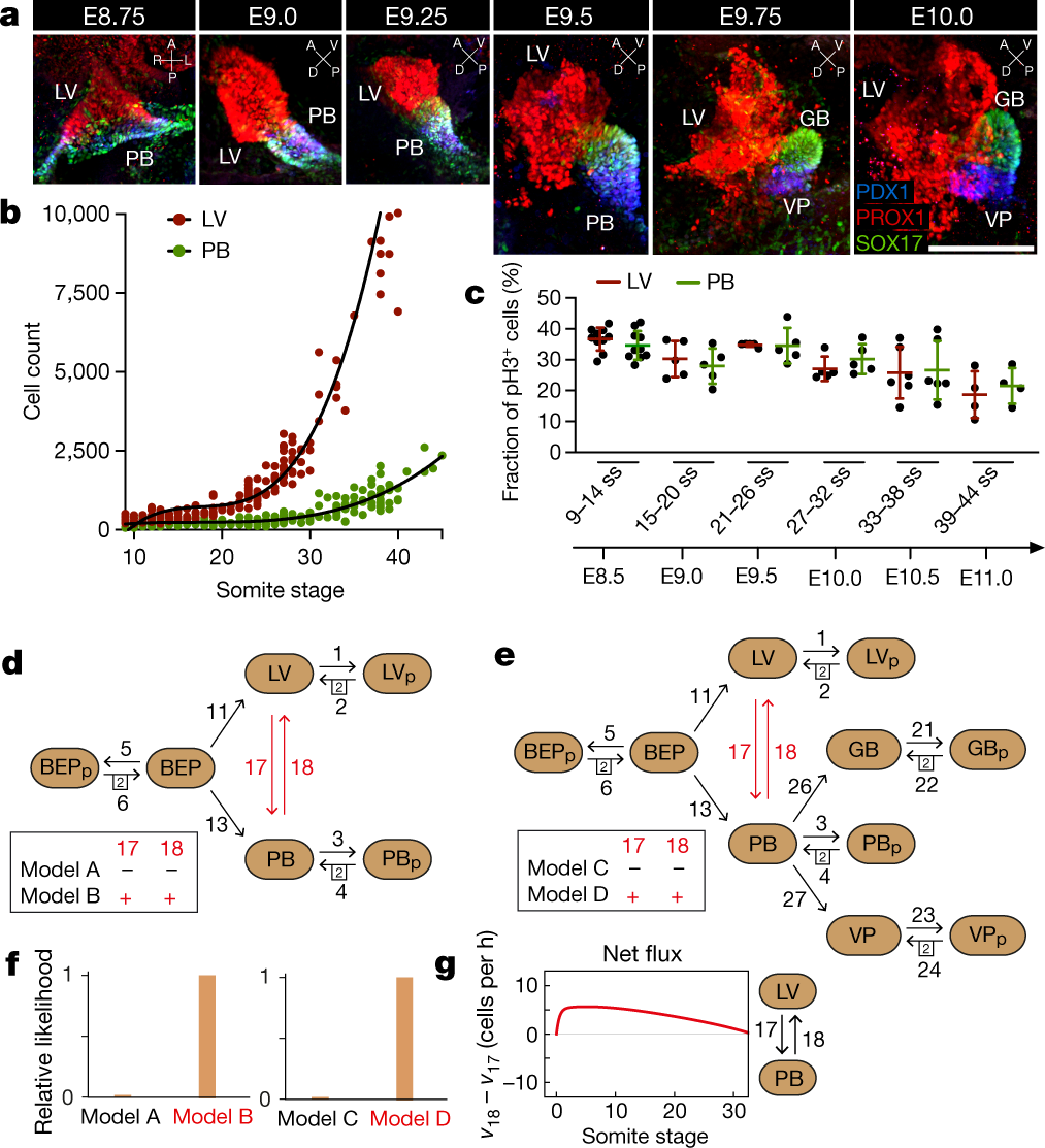 Quantitative lineage analysis identifies a hepato-pancreato-biliary  progenitor niche | Nature