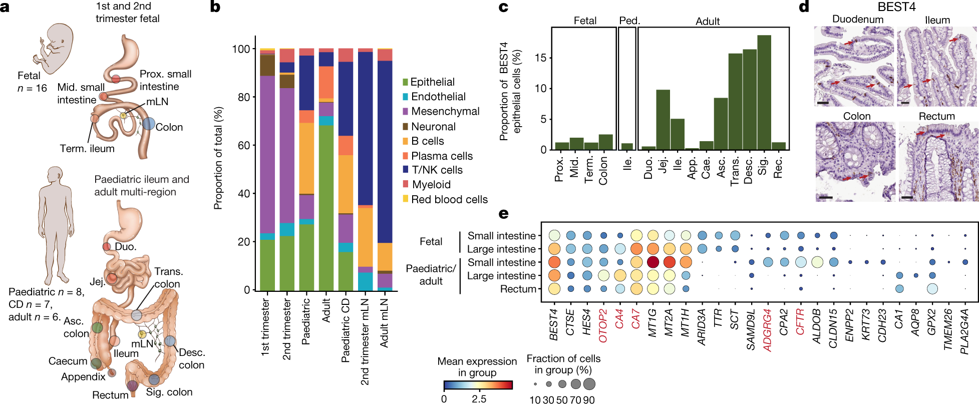 Cells of the human intestinal tract mapped across space and time | Nature