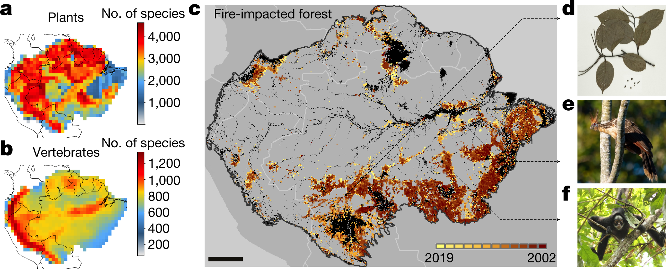 How Deregulation Drought And Increasing Fire Impact Amazonian Biodiversity Nature