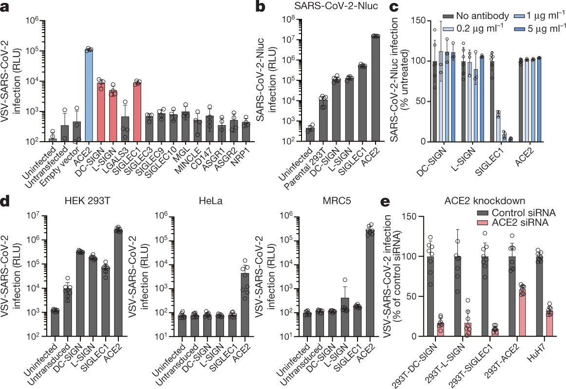 Lectins enhance SARS-CoV-2 infection and influence neutralizing antibodies  | Nature