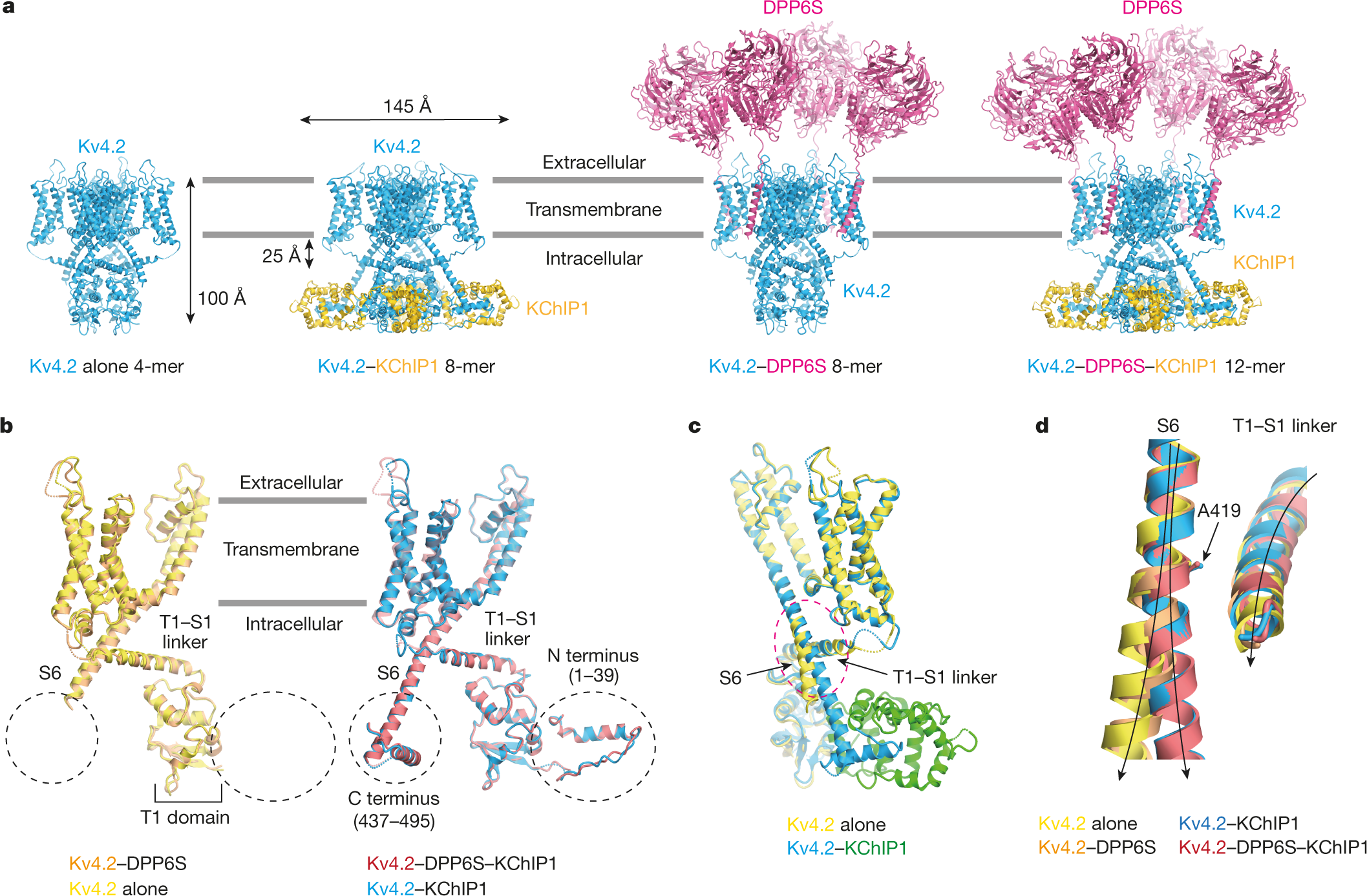 Structural Basis Of Gating Modulation Of Kv4 Channel Complexes Nature
