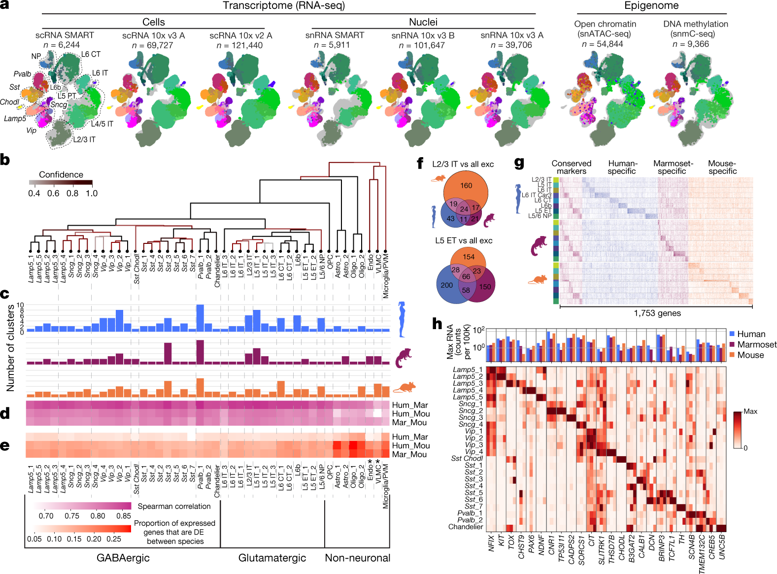 Individual neurons mix multiple RNA edits of key synapse protein, study  finds, MIT News