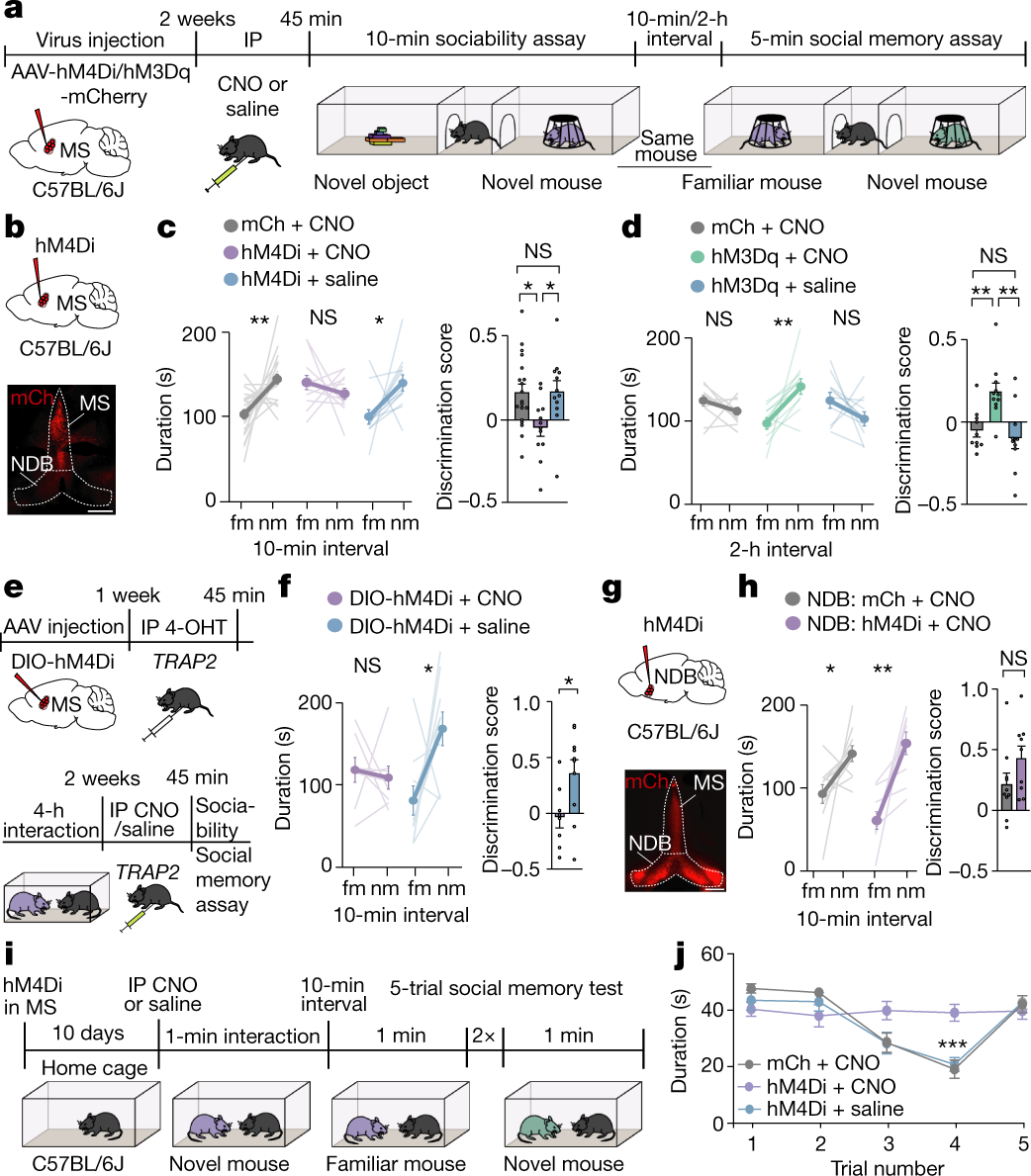 5-HT modulation of a medial septal circuit tunes social memory stability |  Nature