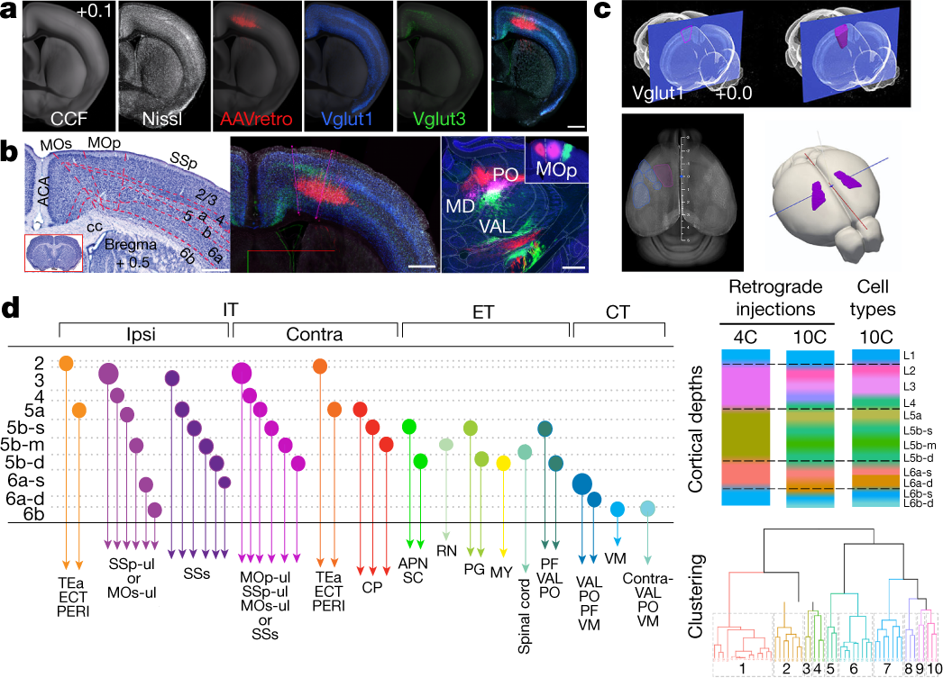 Cellular anatomy of the mouse primary motor cortex | Nature