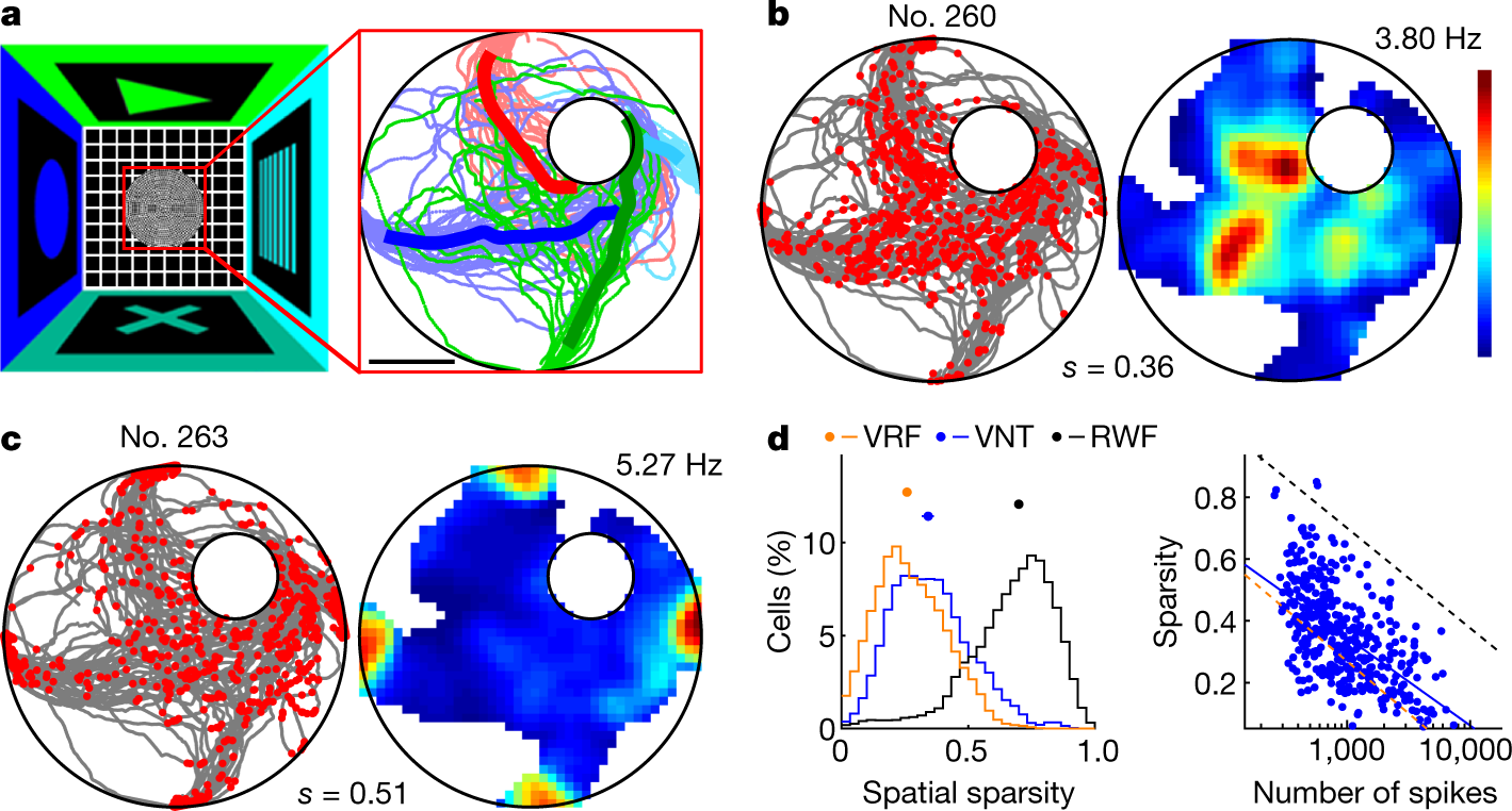 Linking Hippocampal Multiplexed Tuning Hebbian Plasticity And Navigation Nature