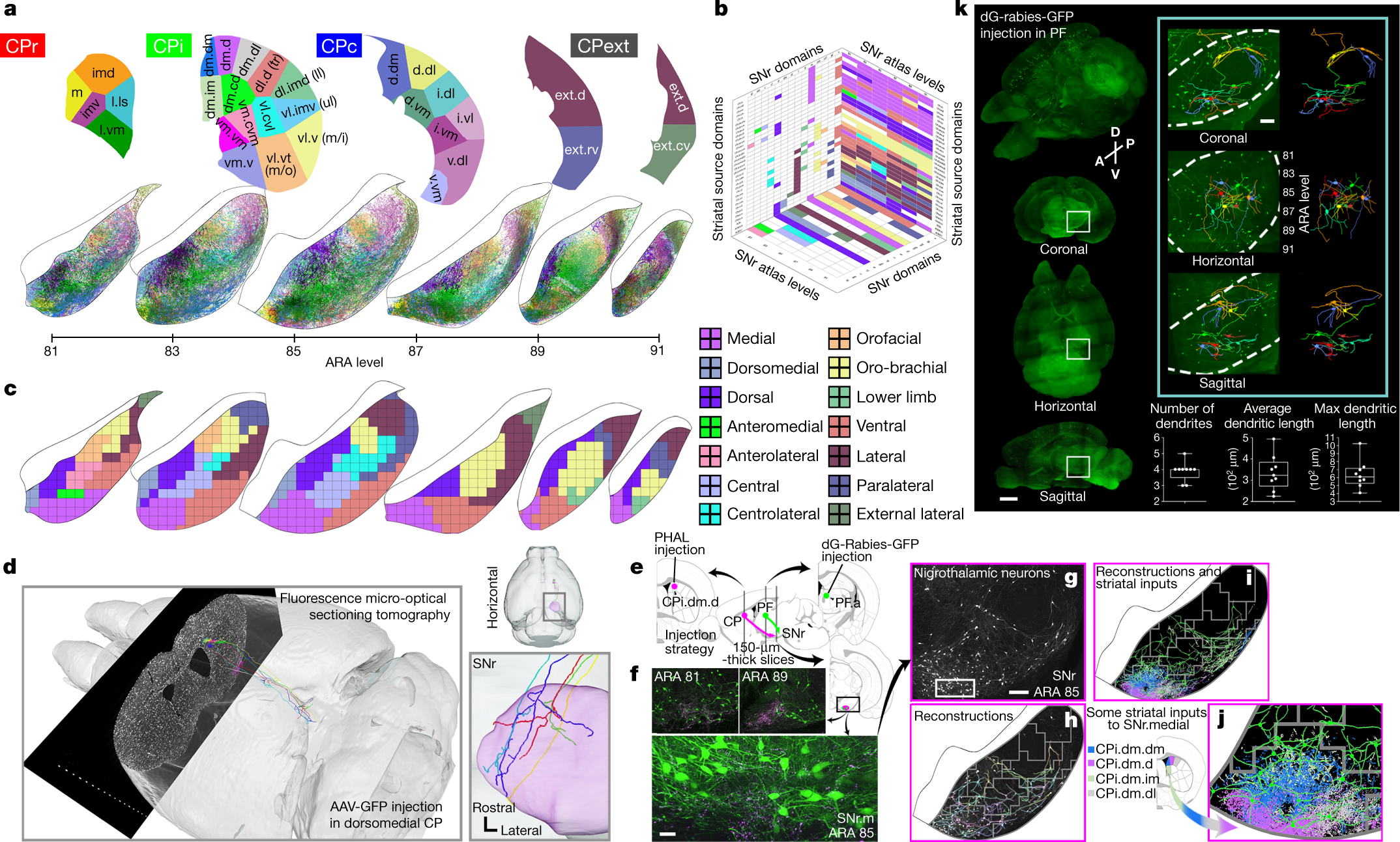 The mouse cortico–basal ganglia–thalamic network | Nature