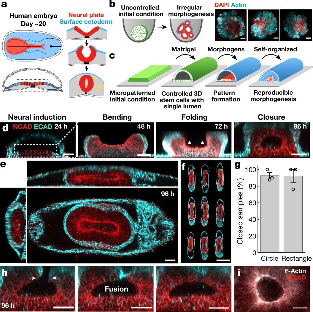 Human neural tube morphogenesis in vitro by geometric constraints | Nature