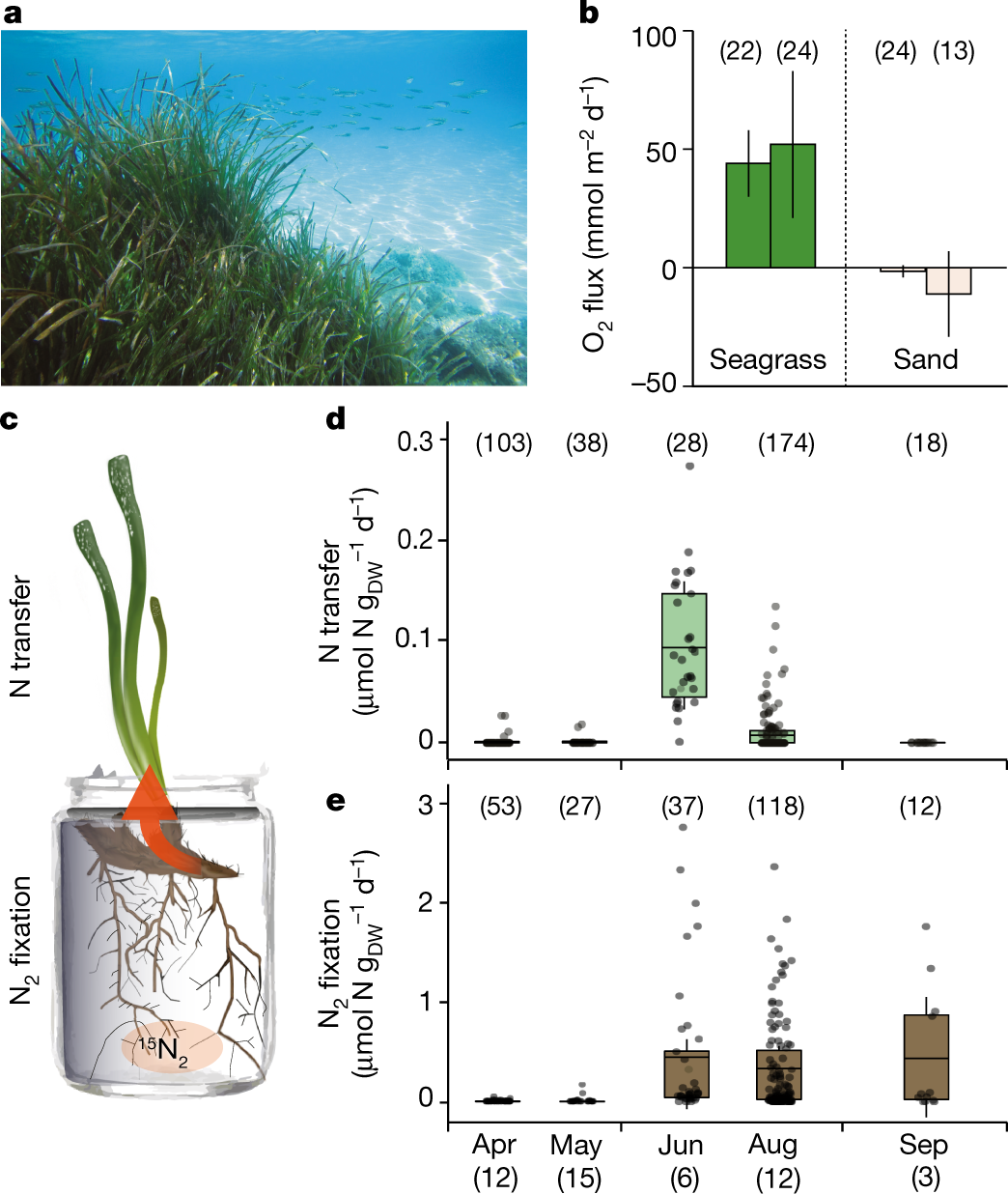 Terrestrial-type nitrogen-fixing symbiosis between seagrass and a marine  bacterium | Nature